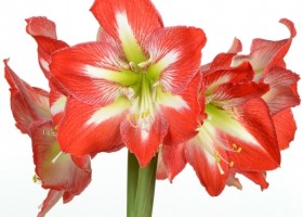 hippeastrum Minerva (1)